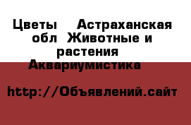 Цветы  - Астраханская обл. Животные и растения » Аквариумистика   